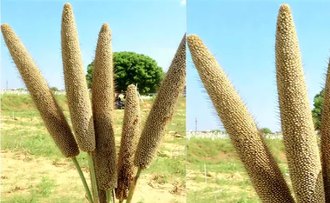 CRISAT Announce Release of the World First Three way Pearl Millet Hybrid