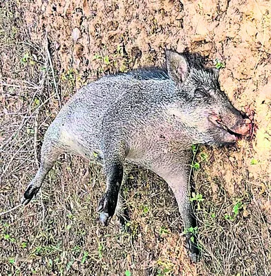 నల్లమలలో విజృంభిస్తున్న ఆఫ్రికన్‌ స్వైన్‌ ఫీవర్‌ 