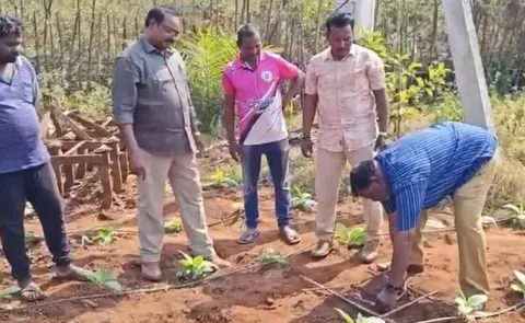 Tiger Movement in Buttayigudem Eluru District AP