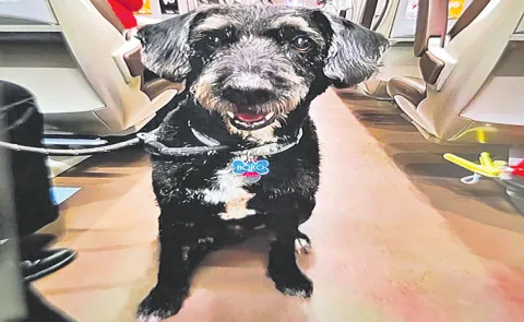 Dog Boro fled from the wreckage of the high-speed train crash in Spain