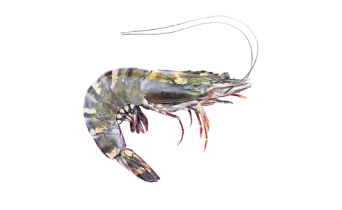 Another threat is looming over our aquaculture sector