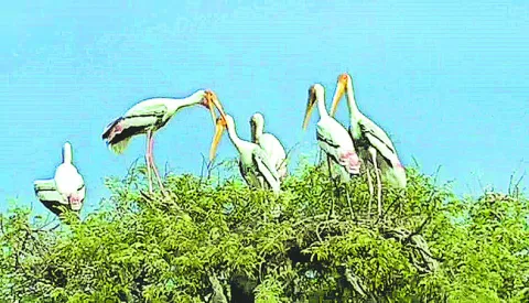 పక్షులతో సందడి