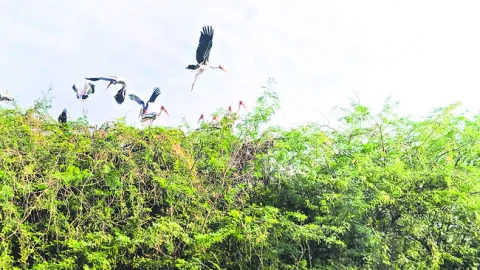 నైజీరియా..!