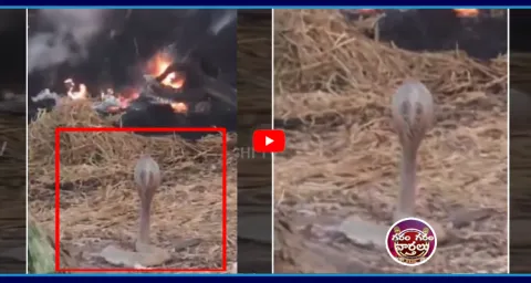 Garam Garam Varthalu Snake Viral Video 1