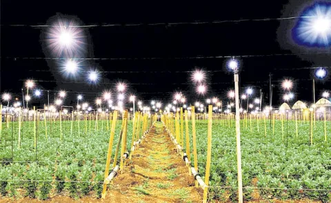 Use of LED lighting for the cultivation of Chrysanthemum flowers
