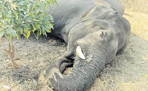 elephants dies of electrocution in agriculture farm: Andhra pradesh