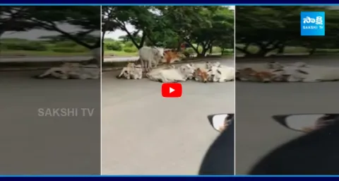 Cow Got Angry On Tractor Driver Video Viral