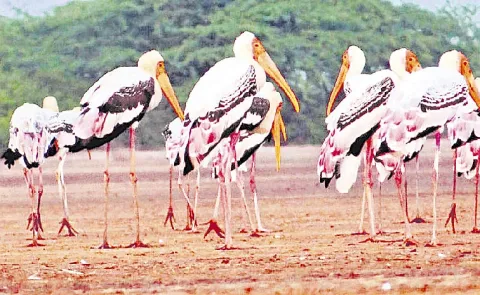 Food shortages for migratory birds in Andhra Pradesh