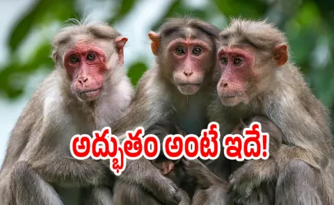 Miracle Monkeys Snatch 20 Day Old Infant Thrown Her In Nearby Well Survives