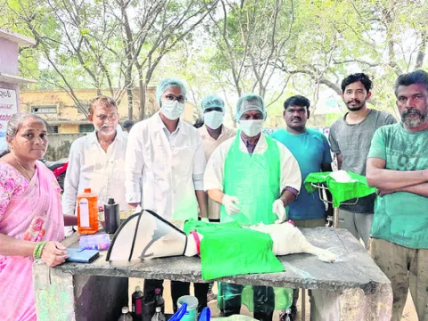 చేప చర్మంతో కుక్కకు చికిత్స