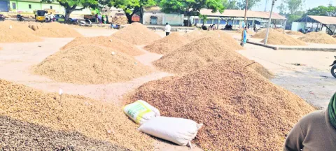 వేరుశనగకు రికార్డు ధర 