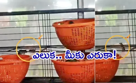 Annavaram Prasadam Issue