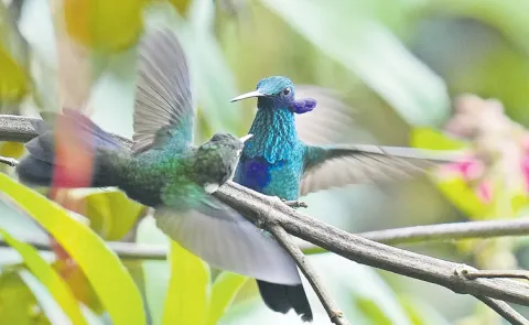 Black-breasted puffleg habitat conservation in Ecuador