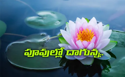 A natural heater hidden in India's sacred lotus flowers