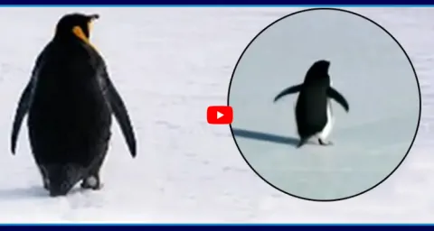  Depressed Penguin Documentary Story In Telugu 1