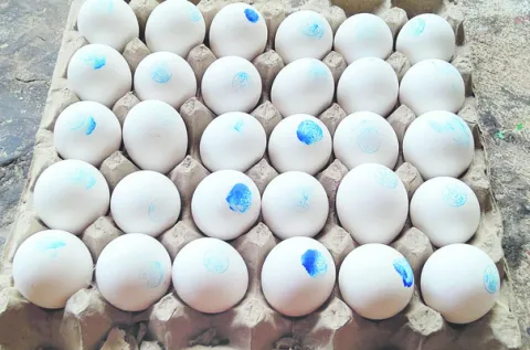 వెరీ ‘గుడ్డు’ 