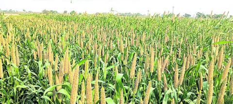 సజ్జ సాగువైపు రైతుల చూపు