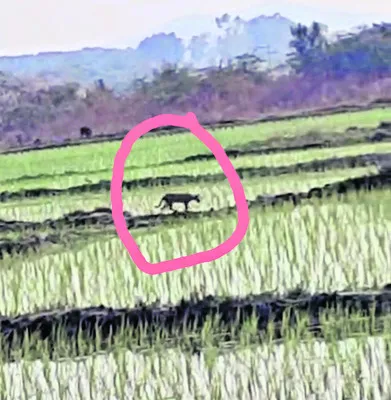 పంటపొలాల్లో  చిరుత సంచారం 
