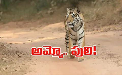 Tiger Spotted Telangana Yadagirigutta