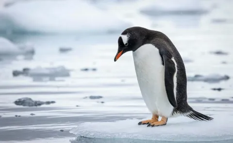 The Nihilist Penguin Explained