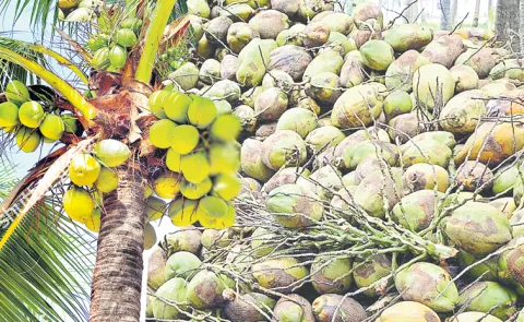 coconut Prices have increased promisingly with the Maha Shivaratri celebrations