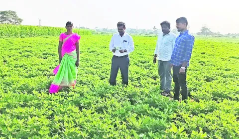 సస్యరక్షణతోనే  అధిక దిగుబడులు 