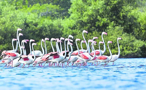 గ్రేటర్‌ ఫ్లెమింగోల కనువిందు  