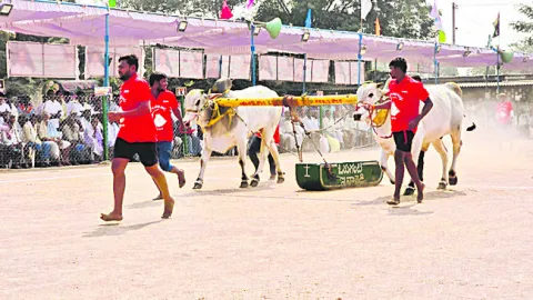 రసవత్తరంగా ఎడ్ల బలప్రదర్శన పోటీలు 