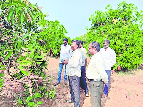 మామిడికి ఫ్రూట్‌ కవర్లు తప్పనిసరి 