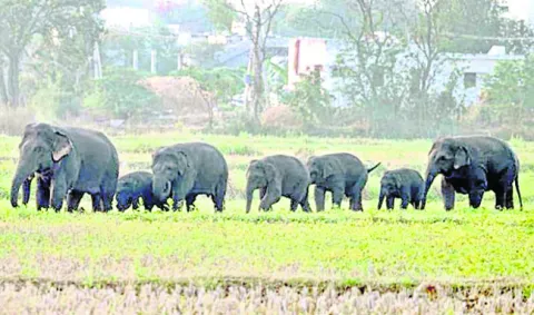పొలాల్లో సంచరిస్తున్న ఏనుగుల గుంపు