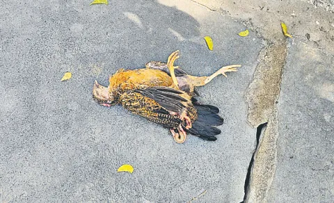 natu kodi incident in Mahabubabad district