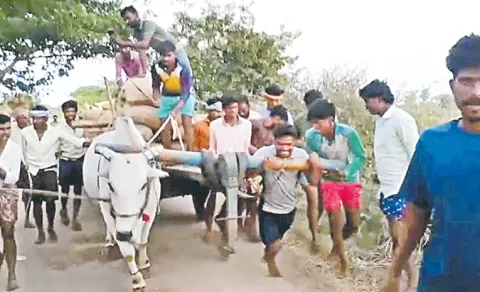 bahubali bull amazes villagers pulling heavy bullock carts in anantapur