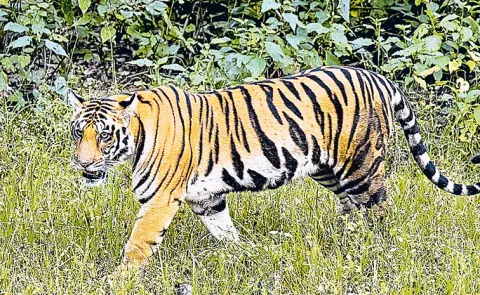 The tiger census has concluded