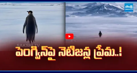 Director Puri Jagannadh About Penguin Story 1