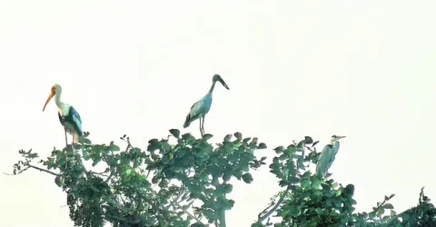 వలస పక్షుల సందడి 
