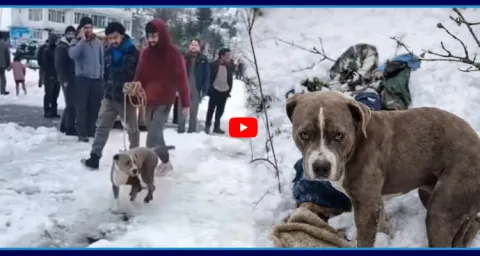 Dogs Love For His Owner Will Melt Your Heart 1