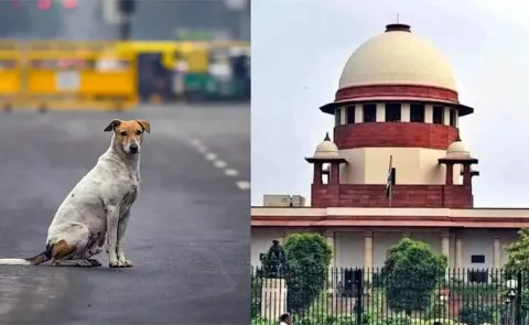 Supreme Court Serious On Street Dogs Issue