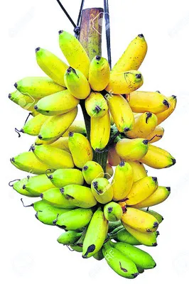 అపురూపం.. అరటి గెలల ఉత్సవం..!