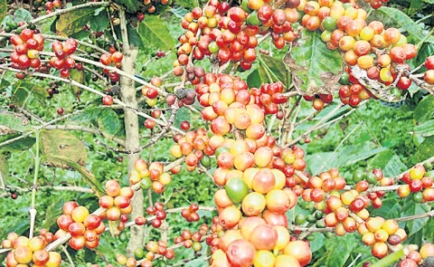 Coffee yields in plantations are decreasing every year