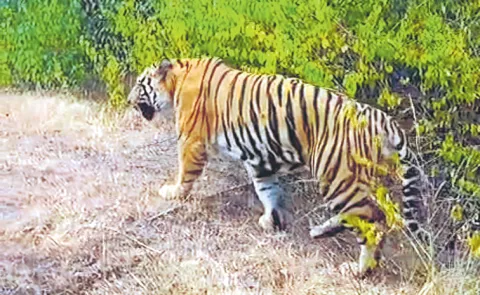 Tiger that went into the forest