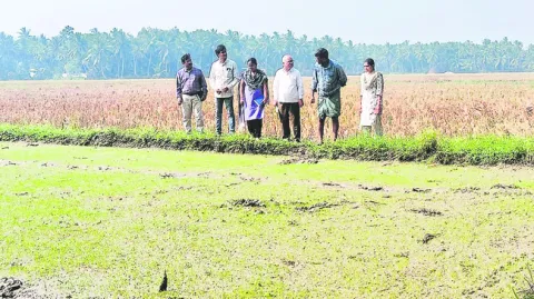 మంచి నారుమడి.. అధిక దిగుబడి