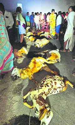 జీవాలపైకి దూసుకెళ్లిన టాటా ఏస్‌ వాహనం 