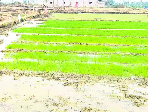 నారుమడి.. జాగ్రత్తలు తప్పనిసరి