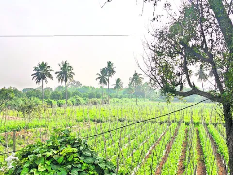 తోటలో డబ్బుల మూట 
