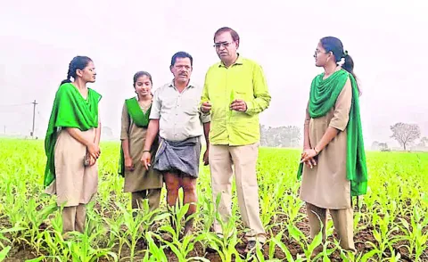 మొక్కజొన్నలో కత్తెర పురుగు నివారించాలి