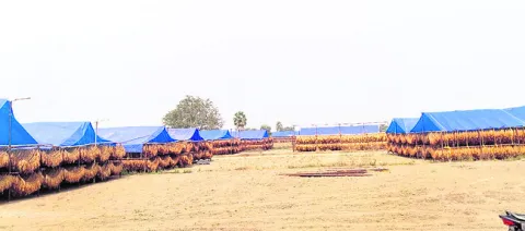 ఊరంతా పందిరిలా.. 