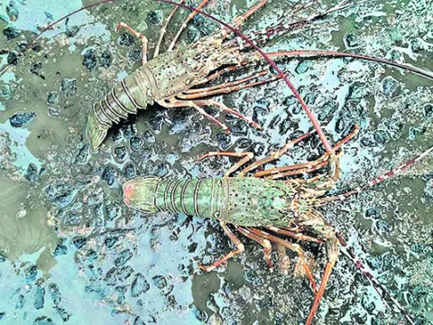 ● రయ్‌ రొయ్య మంటూ..