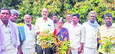 మామిడి పూతపై గడ్డి మందు పిచికారీ 