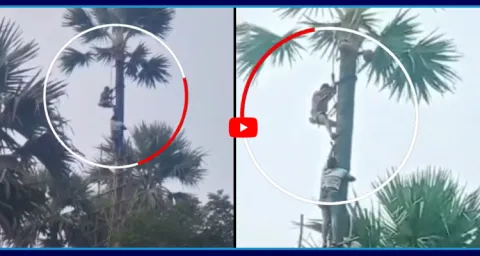 Fire Fighters Rescue Tapper Who Stuck On Palm Tree In Razole 1
