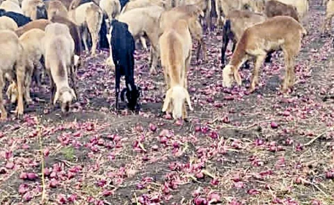 Onion farmer fires on Chandrababu govt: Andhra Pradesh